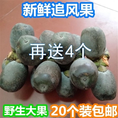 新鲜追风中药材越南泡酒