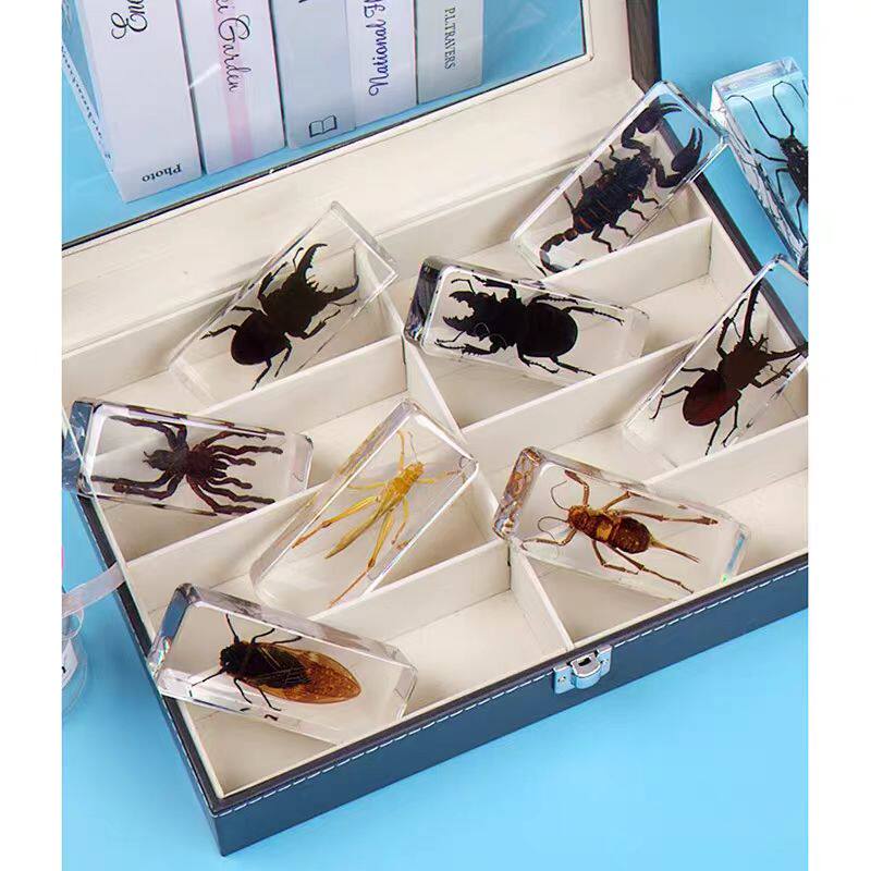 真实昆虫标本科普教具透明水晶树脂摆件甲虫蝎子蜈蚣蜘蛛青蛙螃蟹