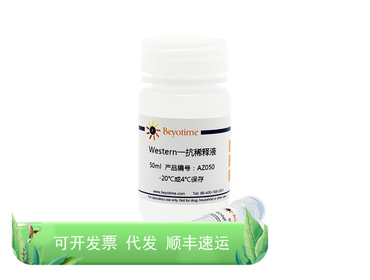 Phospho-EGFR(Tyr1092)Rabbit Monoclonal Antibody 碧云天生物