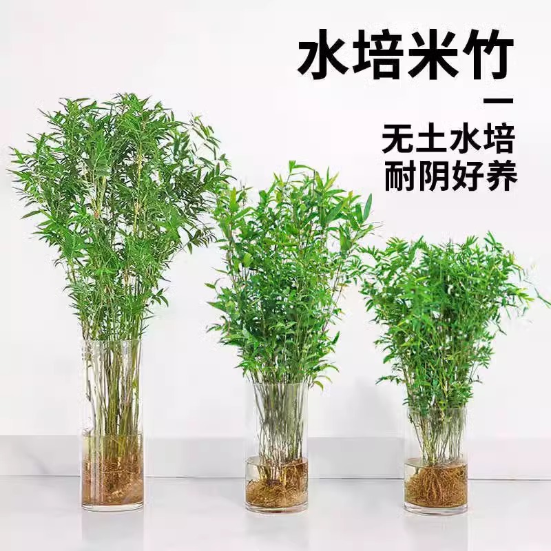 水培米竹室内花卉盆栽南天竹盆景富贵竹凤尾竹子苗四季常青绿