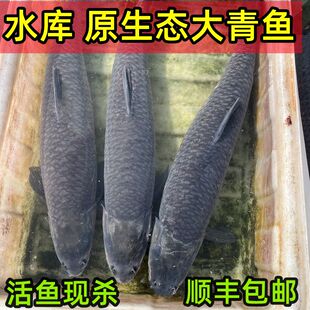水库淡水野生大青鱼 乌青鱼 螺蛳青鱼 青混鱼 鲜活现杀 保鲜发货