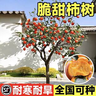 火晶柿子苗树树苗脆甜柿子苗果苗磨盘牛心庭院果树盆栽南北方种植