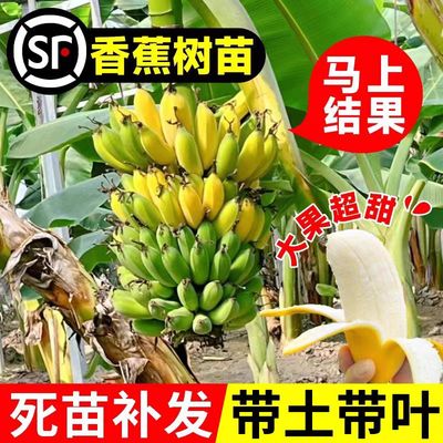香蕉树常绿南北方种植