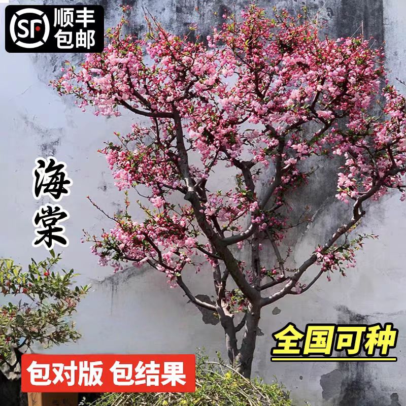 海棠花树苗西府垂丝海棠大树花卉植物盆栽庭院地栽四季大型风景树