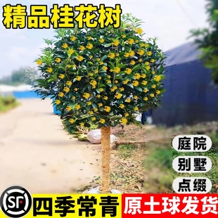 桂花树苗大树庭院地栽金桂丹桂四季常青原生桂花树南北方浓香花卉