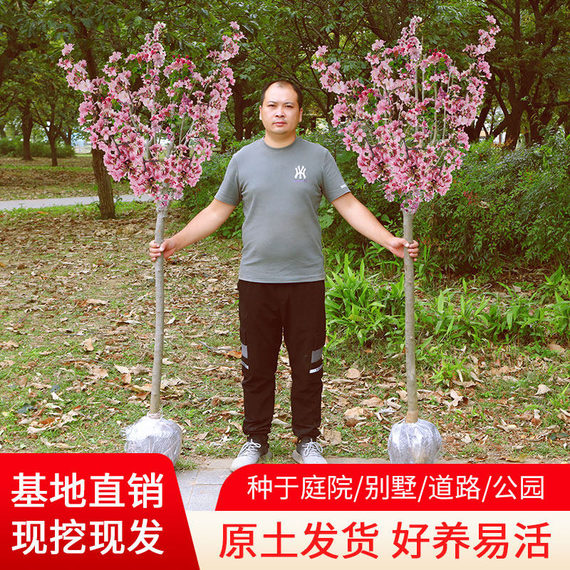 西府海棠花树苗地栽垂丝海棠北美海棠大苗海棠苗木本观花花卉植物