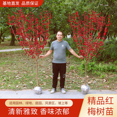 红梅傲雪树客厅庭院冬季