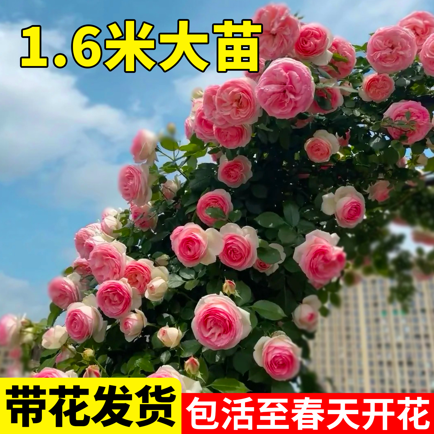 爬藤月季花苗四季开花不断