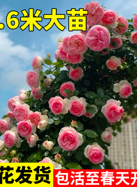 蔷薇花苗爬藤四季大苗开花庭院蒂娜爬墙藤本龙沙宝石月季花苗盆栽