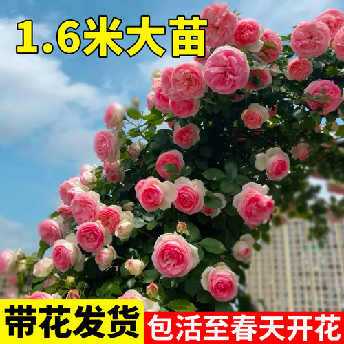 爬藤月季花苗四季开花不断