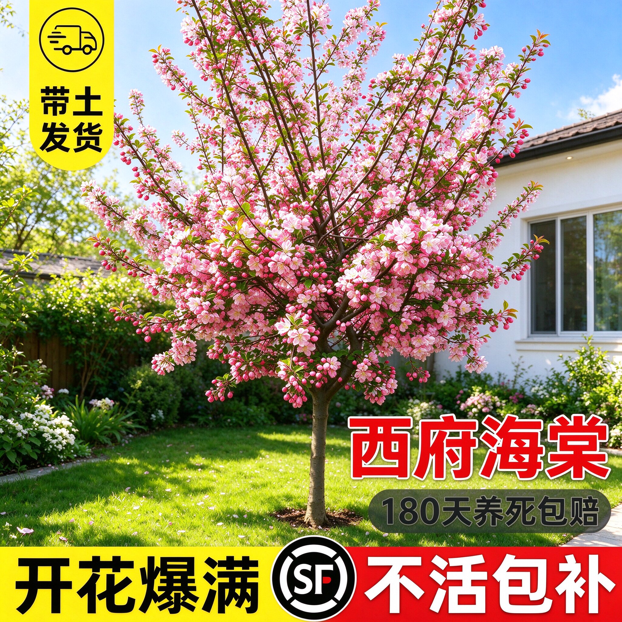 海棠树苗庭院地栽大树北美垂丝西府海棠花卉四季种植耐寒开花植物