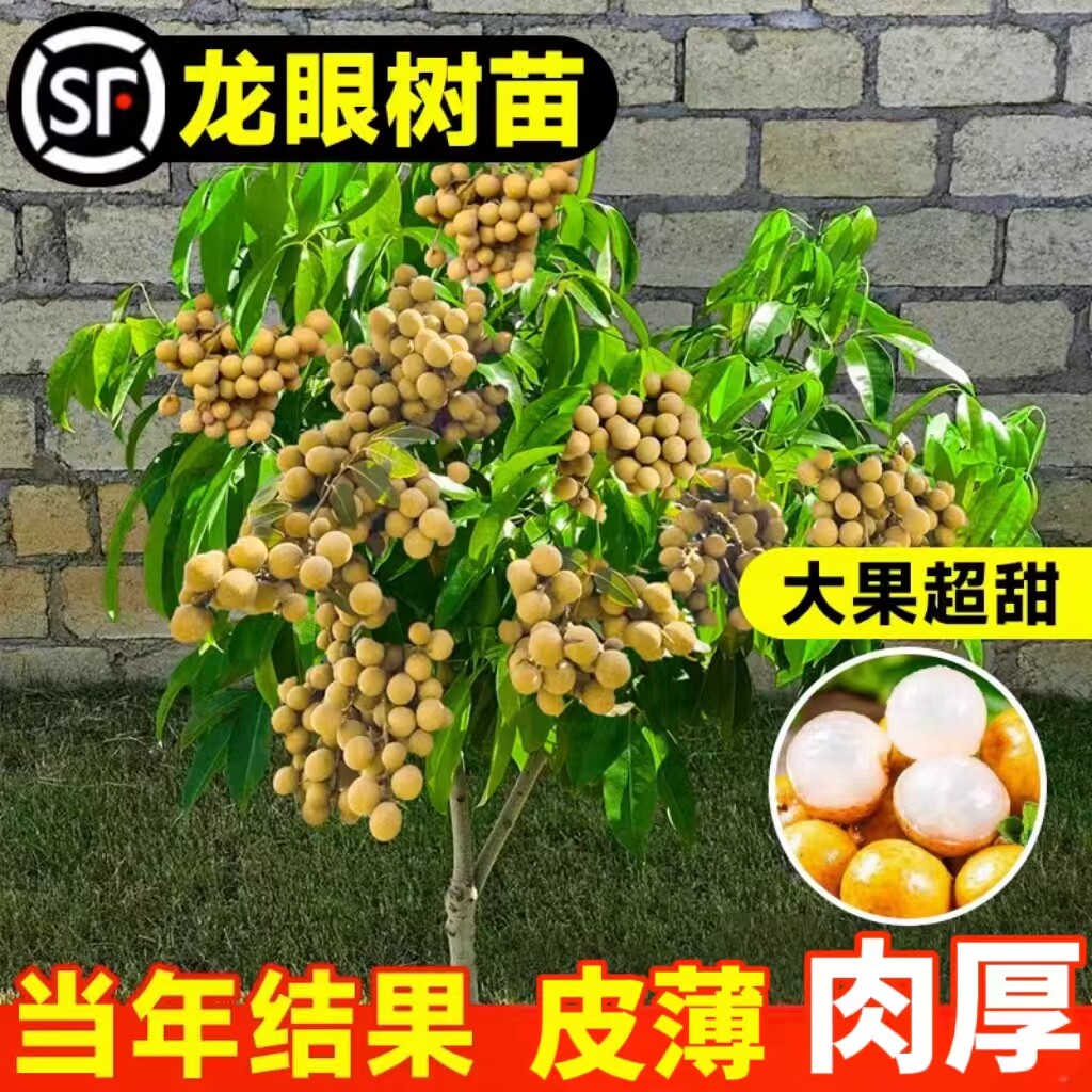 龙眼树苗四季储良桂圆龙眼庭院栽种盆栽地栽嫁接树苗南北方种植
