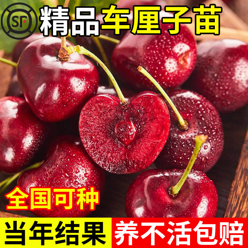 矮化当年结果不活包赔图片