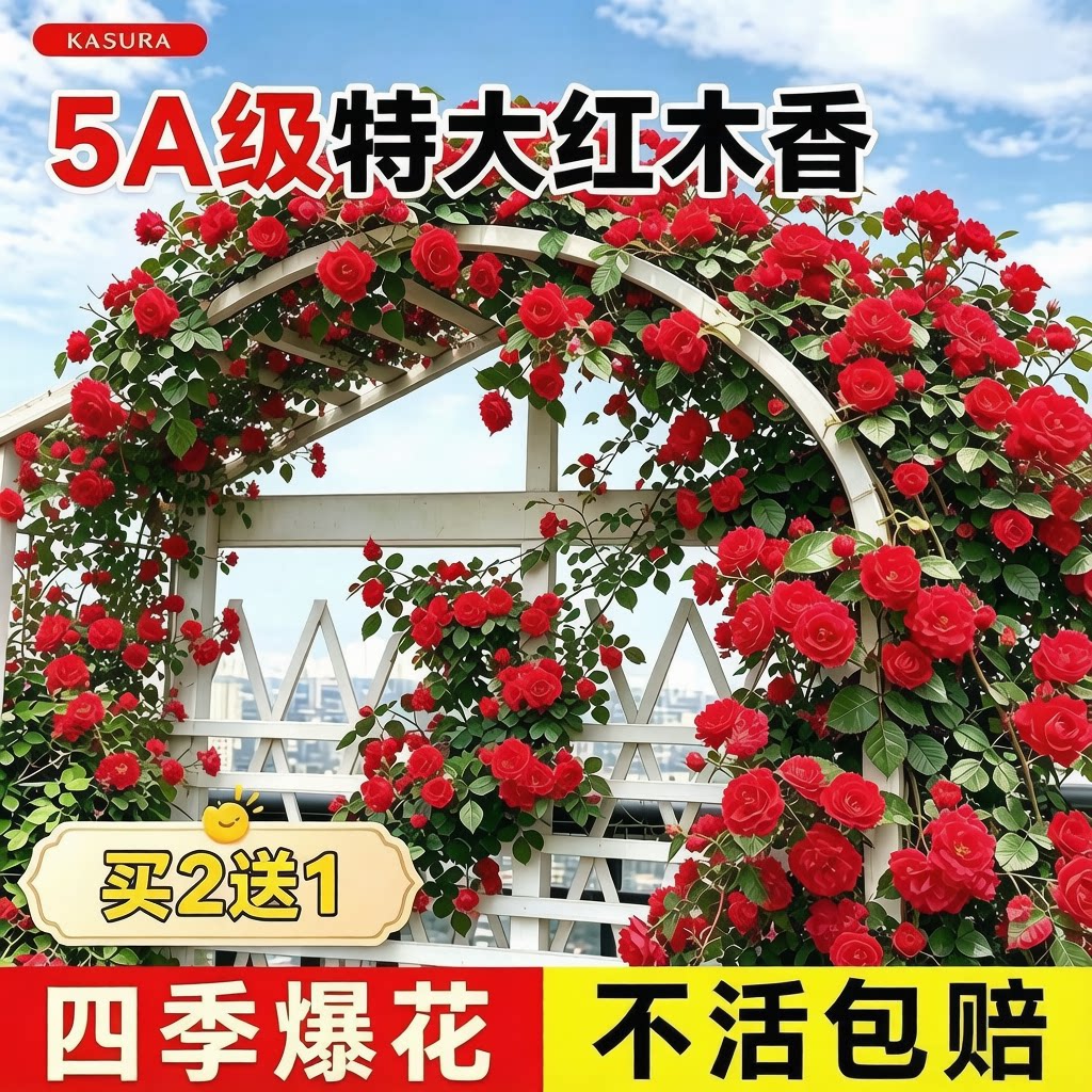 四季爬藤红木香无刺开花植物耐寒好养浓香型花苗庭院蔷薇花卉盆栽