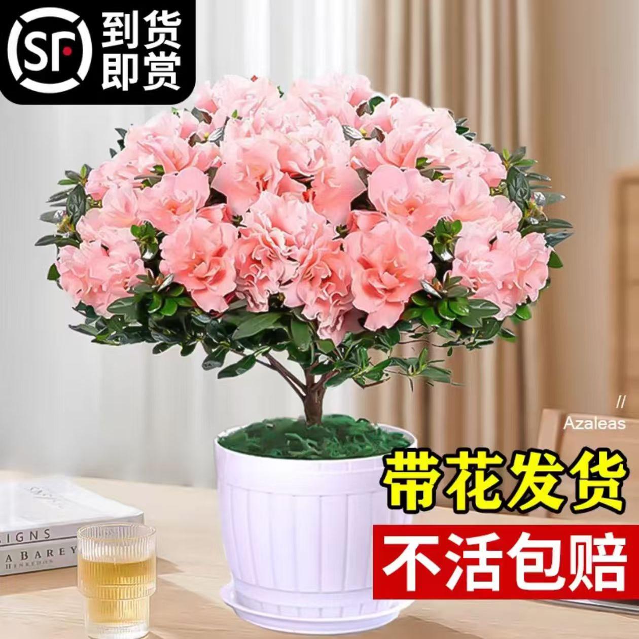 杜鹃花盆栽花卉室内外四季开花不断阳台办公室绿植好养易活老桩