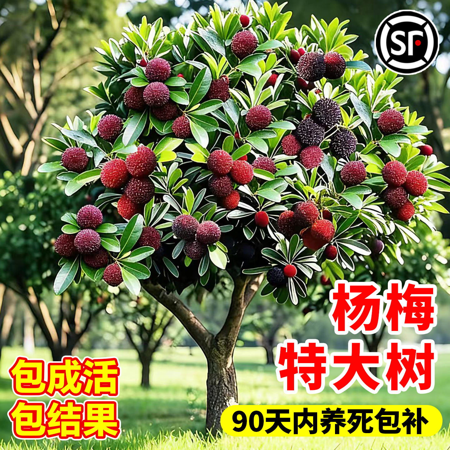 东魁杨梅苗早熟抗寒耐热基地直发