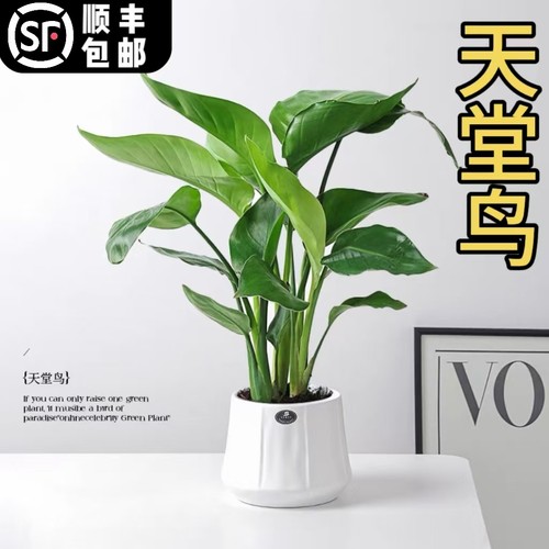 观叶植物好养净化空气