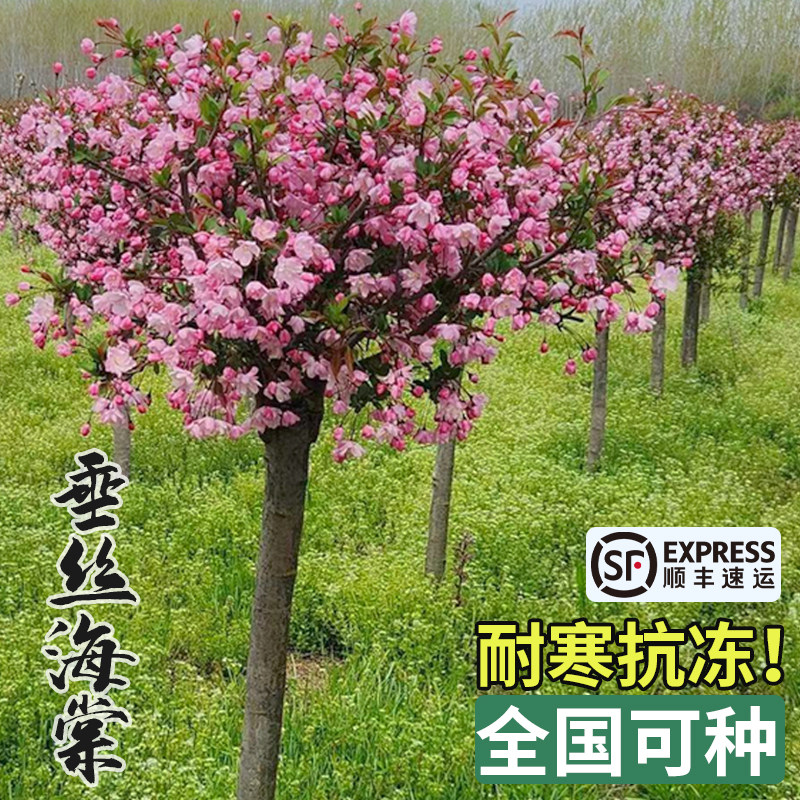 垂丝海棠树苗庭院盆栽地栽耐寒大型花卉四季好养西府海棠南北种植