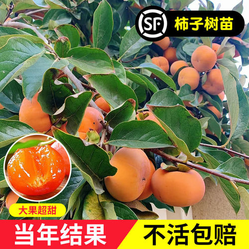 南北方种植棵棵爆果不活包赔