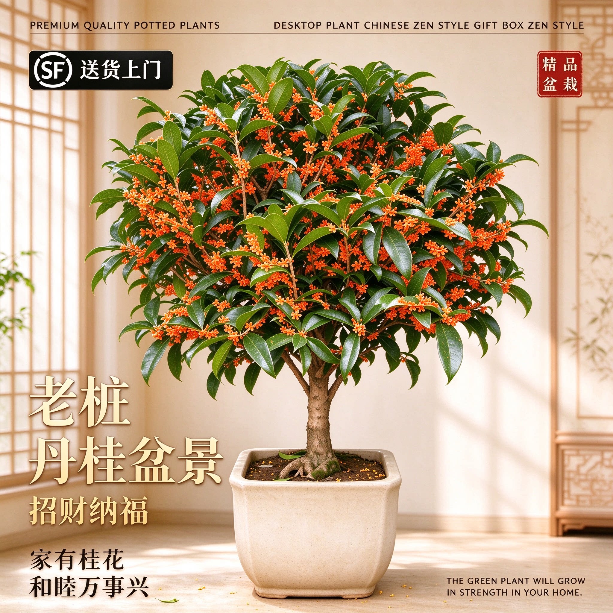 桂花树苗盆栽室内室外绿植阳台庭院植物嫁接金桂丹桂沉香桂八月桂