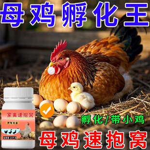 母鸡抱窝专用孵化小鸡让母鸡抱窝孵蛋小鸡破壳母鸡生蛋家禽抱窝用