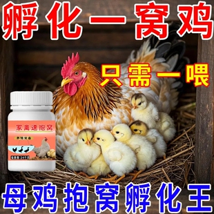【高孵化率】母鸡抱窝高效孵蛋小鸡高效破壳母鸡生蛋抱窝不伤鸡