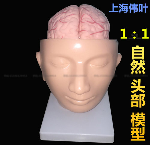 教学仿真颅脑模型人体头骨
