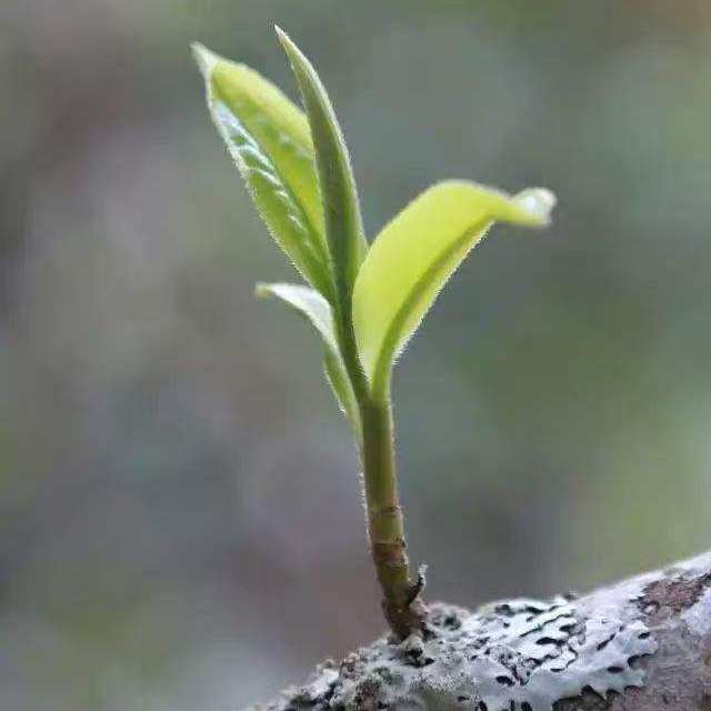 【冰岛茶博馆】临沧勐库十一山品鉴样7g/袋（普洱生茶）
