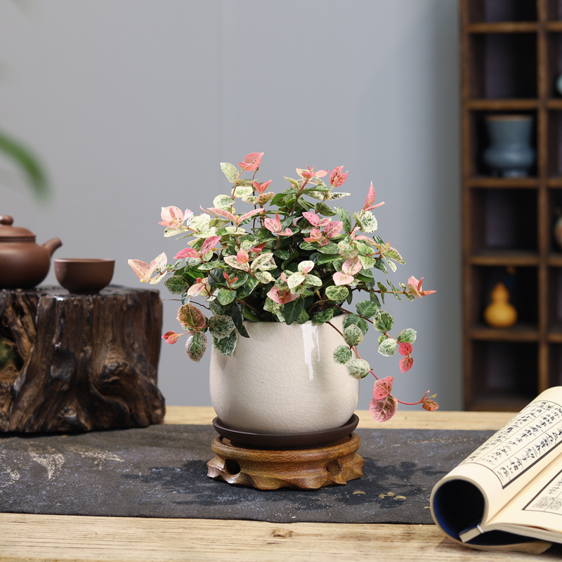 花叶络石桌面盆栽四季彩叶