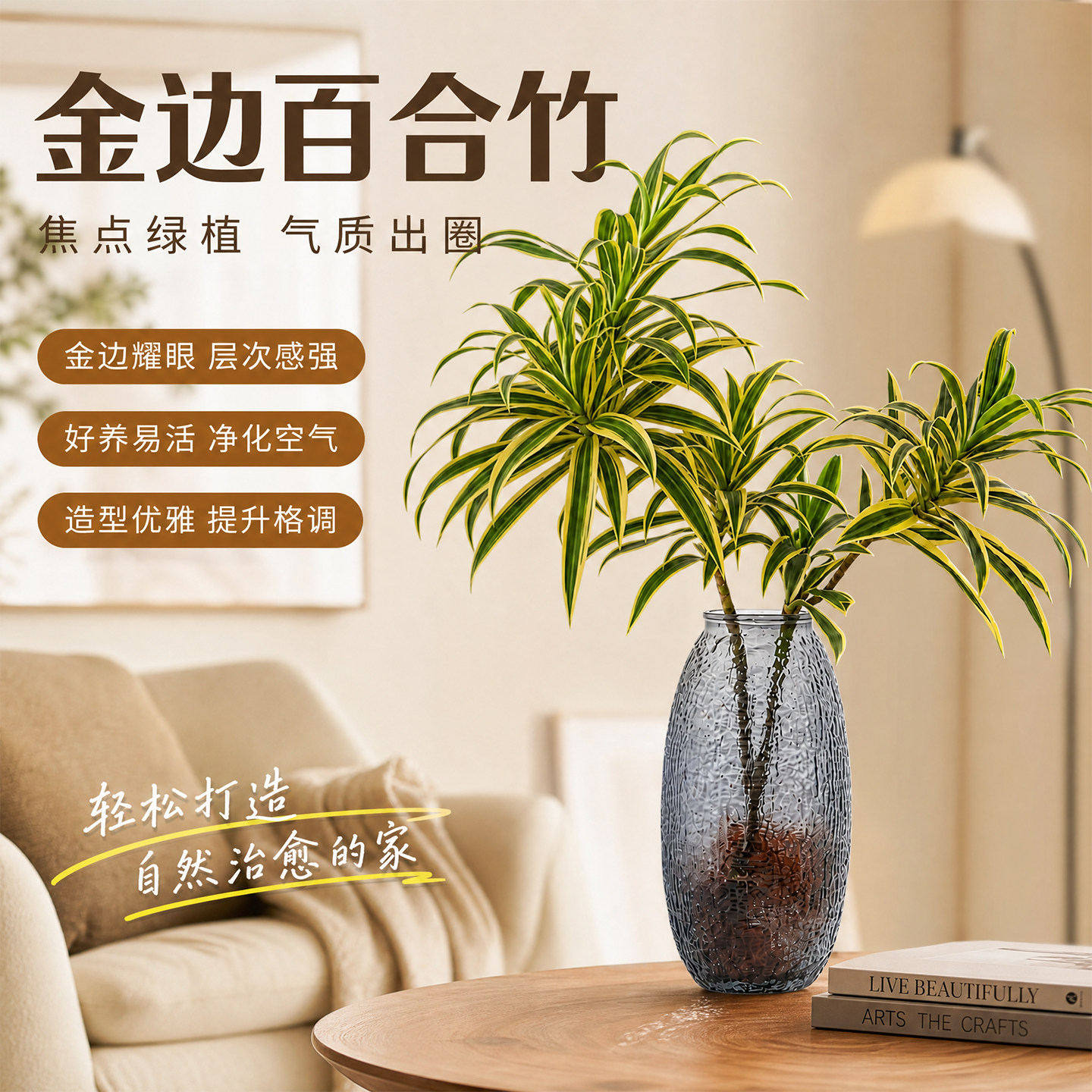 金边百合竹室内懒人观叶植物图片