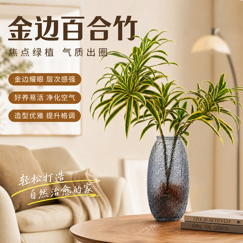 金边百合竹室内懒人观叶植物