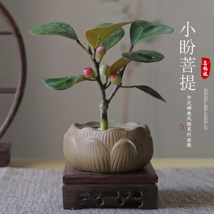 小盼菩提树盆栽植物室内禅意盆景办公室桌面好养净化空气观叶绿植