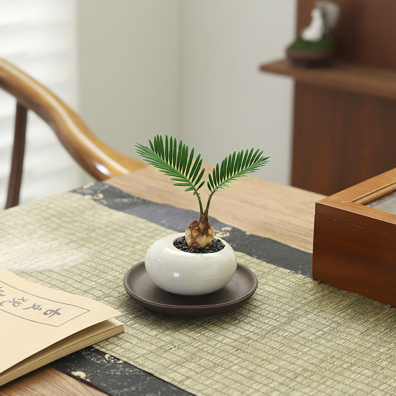 苏铁好养绿植净化空气