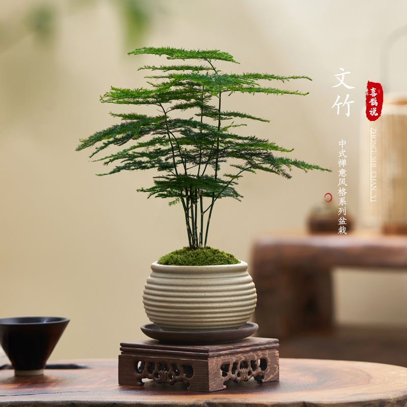 桌面绿植盆栽文竹意境感