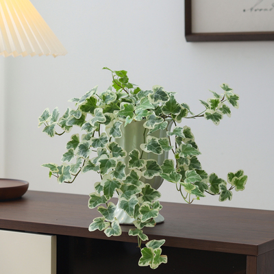 四季常青办公室桌面绿植净化空气
