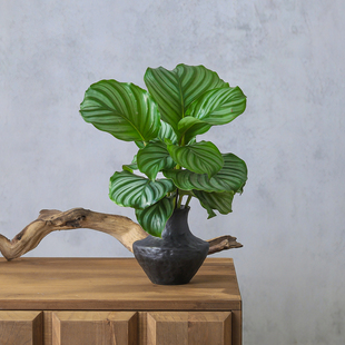 青苹果竹芋水培植物盆栽四季常青室内客厅办公桌好养净化空气绿植