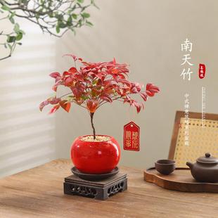 南天竹盆栽室内桌面客厅喜庆好养花卉耐寒绿植年宵花过年送礼盆景