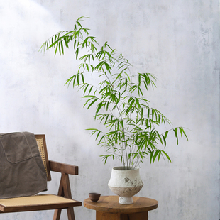 内门竹盆栽名贵竹子室内客厅侘寂风意式四季常青好养活美观绿植物