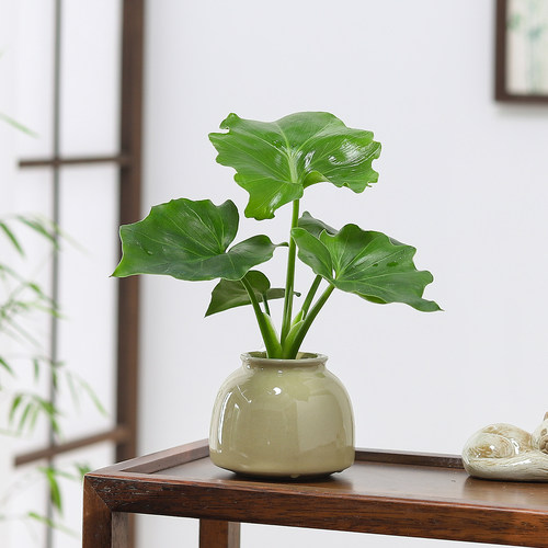 心愿蕨盆栽室内绿植净化空气