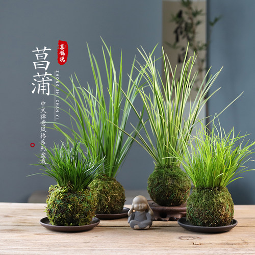 菖蒲盆栽植物室内随手香好养盆景