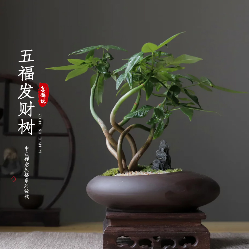发财树室内桌面好养盆景