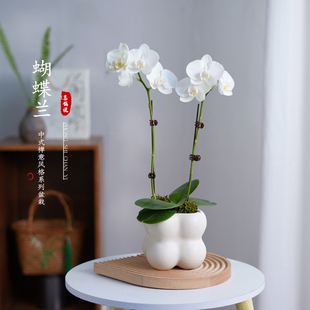 好养花卉 蝴蝶兰盆栽带花剑花苞建兰花客厅办公室内桌面小植物四季
