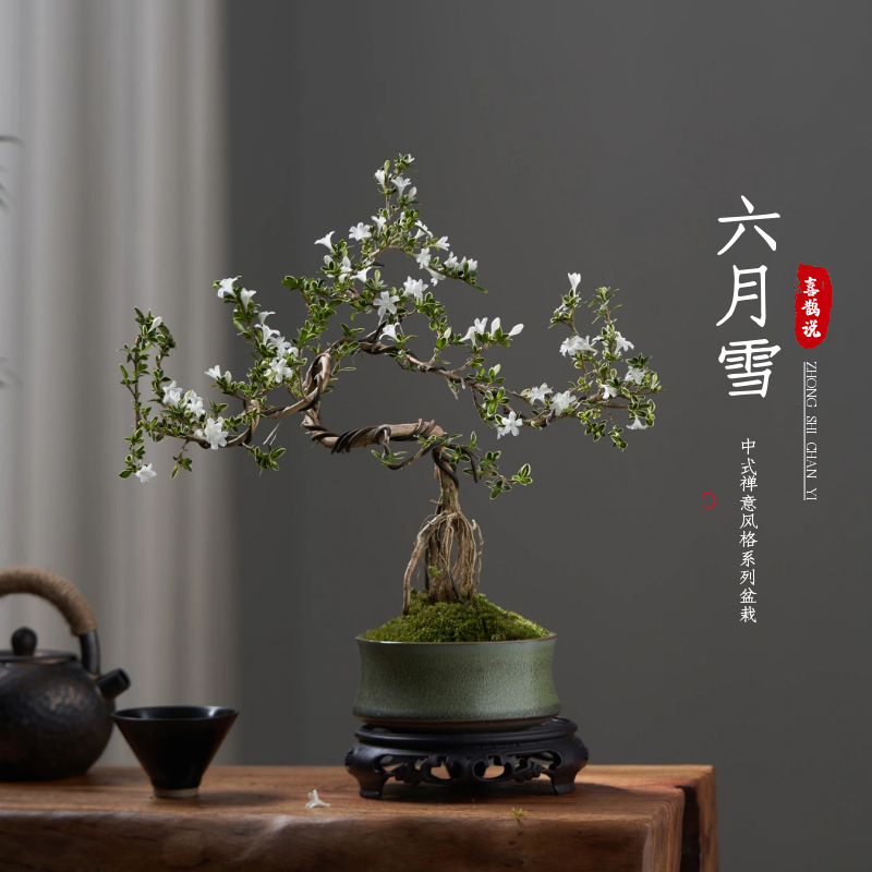 金边六月雪飘枝造型盆景室内盆栽