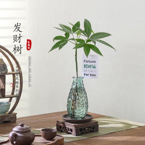 客厅好养懒人水培发财树盆栽
