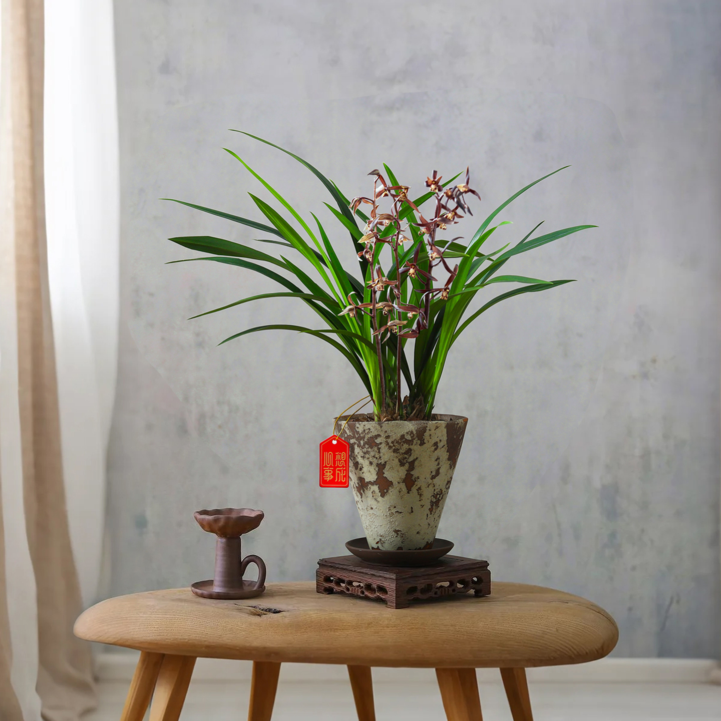 墨兰盆栽室内侘寂风绿植