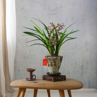墨兰盆栽室内侘寂风植物办公室桌面懒人好养花卉净化空气绿植盆景