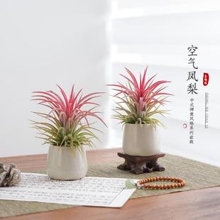 鲜活空气凤梨室内无土栽培多肉绿植物办公桌创意摆件客厅懒人好养