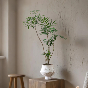 十大功劳绿植盆栽四季常青客厅办公室内桌面好养花卉绿植净化空气