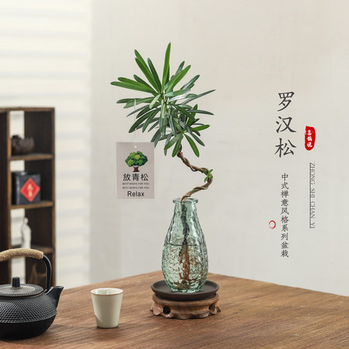 好养四季常青罗汉松绿植绿植
