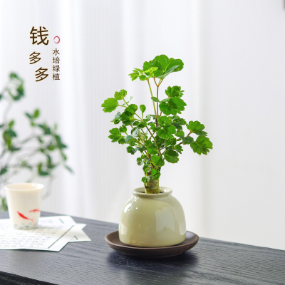 钱多多盆栽办公桌面绿植